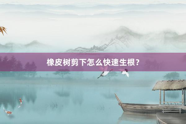 橡皮树剪下怎么快速生根？